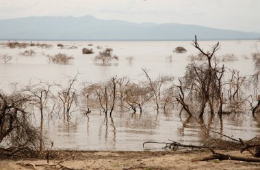 Afrika 'daki gölde ölü ağaçlar duruyor. Küresel ısınma, iklim felaketi konsepti. Tanzanya, Maniara Milli Parkı. Işık suyunun arka planında yaprakları olmayan güzel Afrika ağaçları