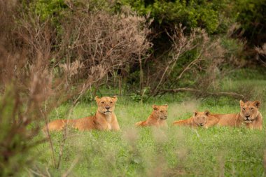 Dişi aslan ve yavrusu uzun otların arasında dinleniyor. Güney Afrika safari ve vahşi hayvan izleme konsepti ile seyahat eder. Maniara Tanzanya rezervi. Doğal yeşil arkaplan