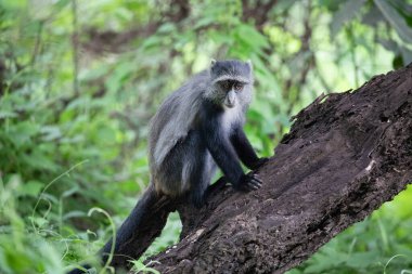 Mavi Sykes maymunu (Cercopithecus mitis) dala yakın çekimde. Güney Afrika safari ve vahşi hayvan izleme konsepti ile seyahat eder. Maniara Tanzanya rezervi. Doğal yeşil arkaplan