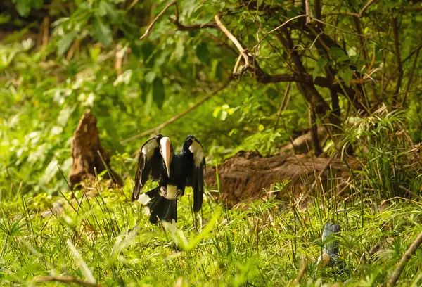 Carey Mejilla Plateada Reserva Nacional Del Lago Manyara Tanzania Pájaro —  Fotos de Stock