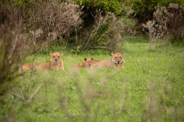 Lvice Mládě Odpočívají Vysoké Trávě Jižní Afrika Cestování Safari Divoká — Stock fotografie