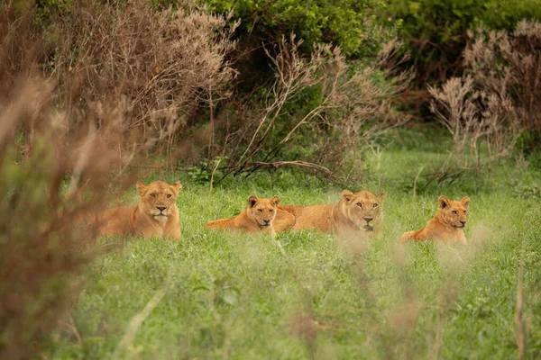 Leona Cachorro Descansando Hierba Alta Sudáfrica Viaje Safari Animales Salvajes — Foto de Stock