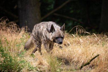 Yetişkin Çizgili Sırtlan (Hyaena hyaena) ayakta duruyor. Bulanık doğal hayvan geçmişi. Berlin hayvanat bahçesinde vahşi bir leş avcısı..