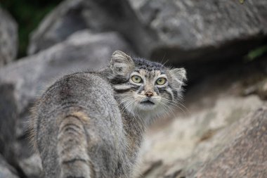 Pallas 'ın kedisi Manul Otocolobus Manul Asya' dan tatlı gri kedi. Vahşi yaşam sahnesi. Kayalık bir dağ yaşam alanında oturuyorlar. Doğal arkaplan.