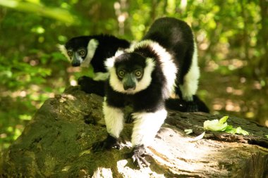 Siyah beyaz yakalı Lemur şirin bir hayvan. Canlı bir doğa geçmişi var. Berlin Hayvanat Bahçesi 'nde nadir görülen bir koruma ve bakım konsepti