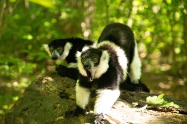 Siyah beyaz yakalı Lemur şirin bir hayvan. Canlı bir doğa geçmişi var. Berlin Hayvanat Bahçesi 'nde nadir görülen bir koruma ve bakım konsepti