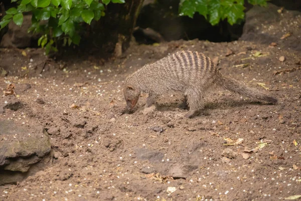 Banded Mongoose large troops dig hole in ground. Brown nature background with funny cute animals. Wildlife protect in zoo concept. Berlin