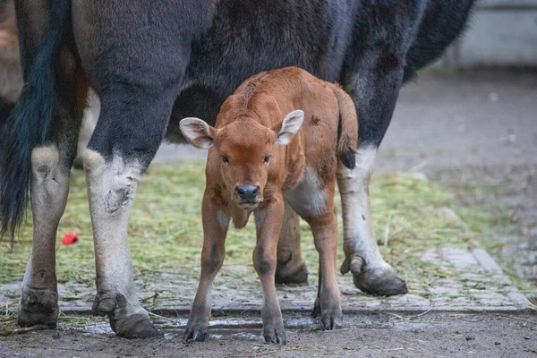 Gayal Bos Frontalis Drung Mithun Little Newborn Bull Drinking Milk — Stock Photo, Image