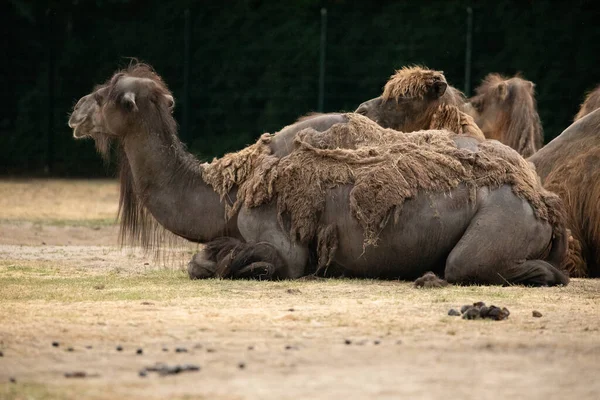beautiful camels in Berlin Zoo Berlin. Family with little baby, nature background