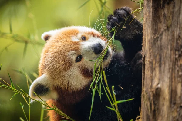 Panda Rojo Caminando Primer Árbol Fondo Natural Vívido Protección Animales — Foto de Stock