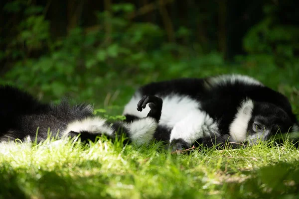 Svart Och Vit Ruffed Lemur Söt Djur Levande Natur Bakgrund — Stockfoto