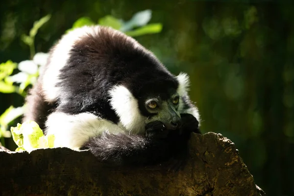 Μαύρο Και Άσπρο Ruffed Lemur Χαριτωμένο Ζώο Ζωηρό Φόντο Της — Φωτογραφία Αρχείου