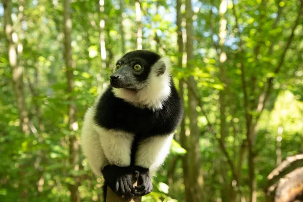 Negro Blanco Ruffed Lemur Lindo Animal Fondo Natural Vívido Raro — Foto de Stock