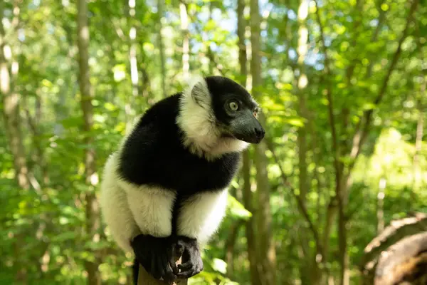 Czarno Białe Ruffed Lemur Słodkie Zwierzę Żywe Tło Natury Rzadka — Zdjęcie stockowe