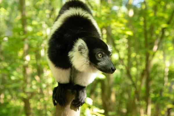 Černobílé Načechrané Lemur Roztomilé Zvíře Živé Přírodní Pozadí Vzácný Koncept — Stock fotografie