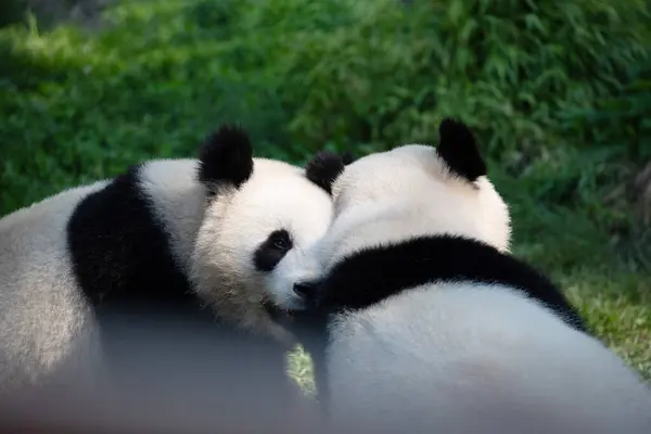Alegre Jugando Pandas Césped Verde Concepto Animales Raros Peligro Extinción — Foto de Stock