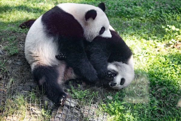 緑の芝生でパンダを演奏する陽気な 絶滅危惧種の動物が保護されたコンセプト ベルリン動物園の中国の不動産 かわいい服装 黒と白のクマ — ストック写真