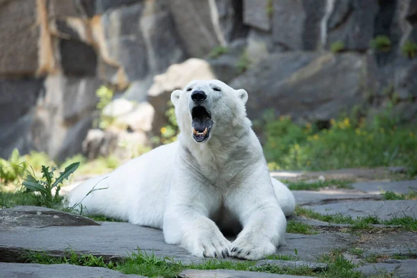 Zabawny Biały Niedźwiedź Polarny Siedzący Zabawnej Pozie Bawiący Się Berlińskim Obrazek Stockowy