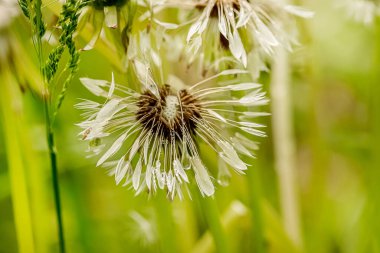 yağmur damlaları açık yeşil nazik arka plan üzerinde çiçekli beyaz karahindiba üzerinde çiy. yakın çekim, makro