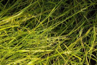 Çiylerin yağmur damlaları güneşli yaz gününde taze yeşil çimenler gibi parlıyor. Doğal yeşil arkaplan