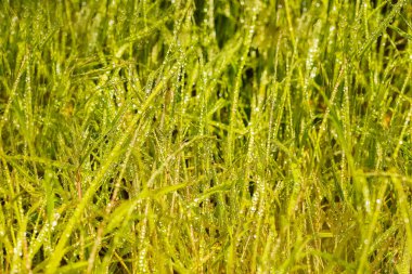 Çiylerin yağmur damlaları güneşli yaz gününde taze yeşil çimenler gibi parlıyor. Doğal yeşil arkaplan