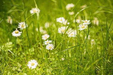 Chamomile flowers field in sun ligh. Beautiful nature scene. Daisies Summer background.