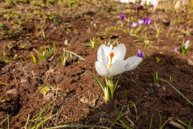 Karışık renkli çiçekler, doğa arka planı. Canlı, karışık bir fon. Bahçede büyüyen parlak timsahlar. Yakın plan. Baharın başında canlı çiçekler. Evde bahçıvanlık hobisi