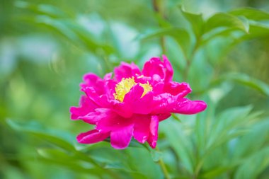Karışık renkli çiçekler, doğa arka planı. Karışık arkaplanın canlı renkleri. Bahçede büyüyen parlak bir bitki. Yakın plan. Ev Bahçıvanlığı kavramı