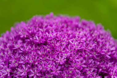 Karışık renkli çiçekler, doğa arka planı. Karışık arkaplanın canlı renkleri. Bahçede büyüyen parlak bir bitki. Yakın plan. Ev Bahçıvanlığı kavramı