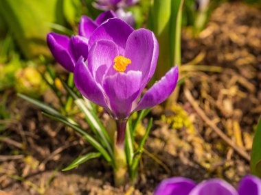 Karışık renkli çiçekler, doğa arka planı. Canlı, karışık bir fon. Bahçede büyüyen parlak timsahlar. Yakın plan. Baharın başında canlı çiçekler. Evde bahçıvanlık hobisi