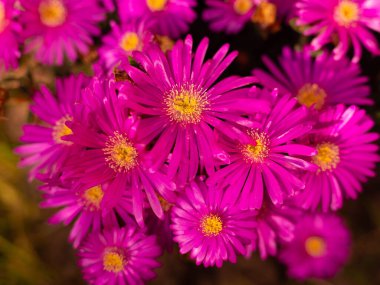 Karışık renkli çiçekler, doğa arka planı. Canlı, karışık bir fon. Bahçede büyüyen parlak. Yakın plan. Baharın başında canlı çiçekler. Evde bahçıvanlık hobisi