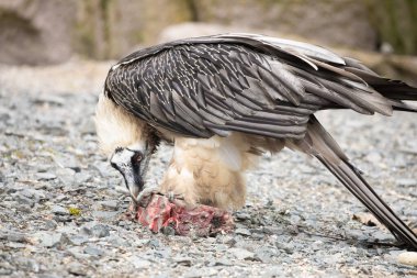 Et yiyen sakallı akbaba (Gypaetus barbatus) şahin. Doğa geçmişi. Büyük beyaz gri kuş yaklaş