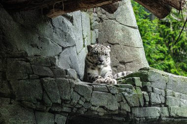 Büyük beyaz kar leoparı sarı gözleri delip geçer. Doğa vahşi kedi arka planı.