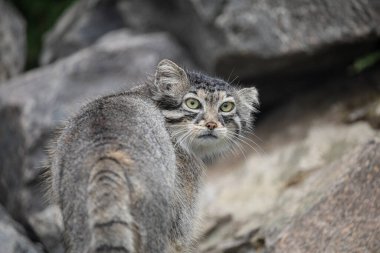 Pallas 'ın kedisi Manul Otocolobus Manul Asya' dan tatlı gri kedi. Vahşi yaşam sahnesi. Kayalık bir dağ yaşam alanında oturuyorlar. Doğal arkaplan.