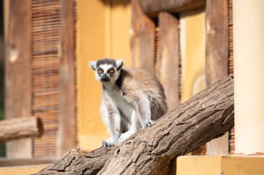 Hayvanat bahçesinde halka kuyruklu lemur (Lemur catta). Doğal arka plan. Endemik hayvan refahı konsepti. Komik şirin hayvan.