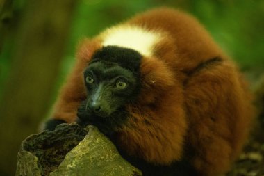 Kırmızı yakutlu lemur, Varecia Rubra, dalın üstünden izliyor. Berlin Hayvanat Bahçesi 'nde nadir görülen bir koruma ve bakım. Sevimli komik hayvan. Canlı doğa arkaplanı.