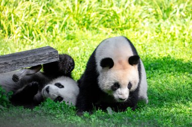 Yeşil çimlerde pandalarla oynarken çok neşeliydi. Nesli tükenmekte olan nadir hayvanlar korunan konsept. Berlin Hayvanat Bahçesi 'ndeki Çin mülkü. sevimli sakar siyah ve beyaz ayı. İki kardeş.