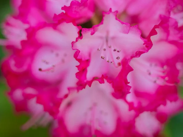 Flores Coloridas Misturadas Fundo Natureza Fundo Misturado Vibrante Brilhante Crescendo — Fotografia de Stock
