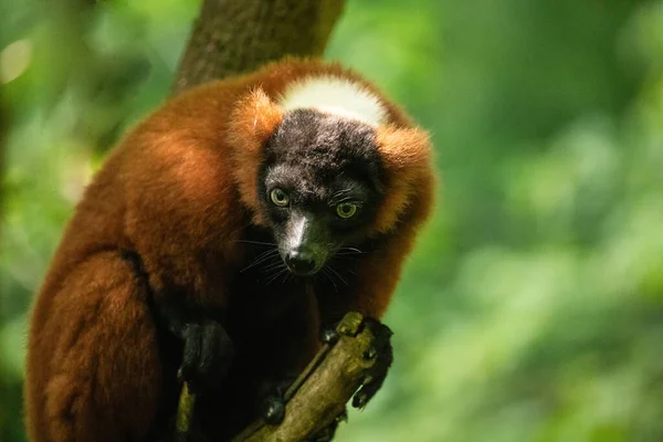 Red Ruffed Lemur Varecia Rubra Watching Branch Rare Endemic Protection — Stock Photo, Image