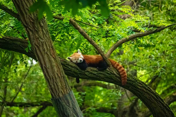 Roter Panda Großaufnahme Lebendiger Natürlicher Hintergrund Schutz Seltener Gefährdeter Tiere — Stockfoto