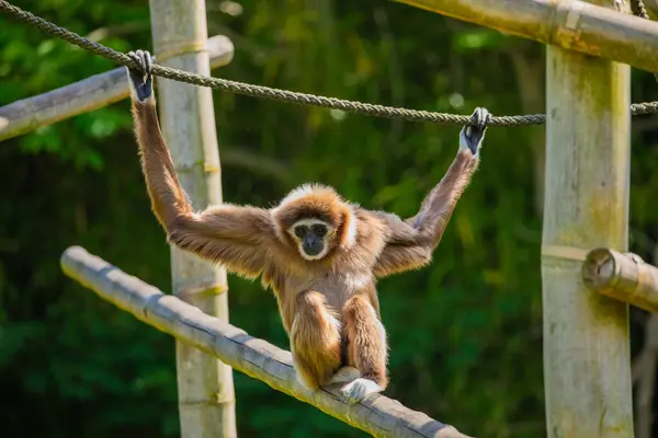 Gibbon Aux Mains Blanches Saute Dans Forêt Animal Dans Nature — Photo