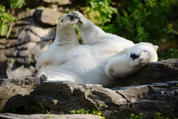 Αστεία Λευκή Πολική Αρκούδα Κάθεται Αστεία Στάση Και Παίζει Στο — Φωτογραφία Αρχείου