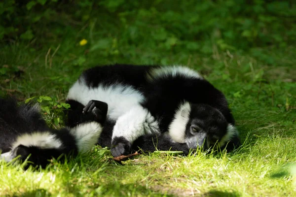 Svart Och Vit Ruffed Lemur Söt Djur Levande Natur Bakgrund — Stockfoto