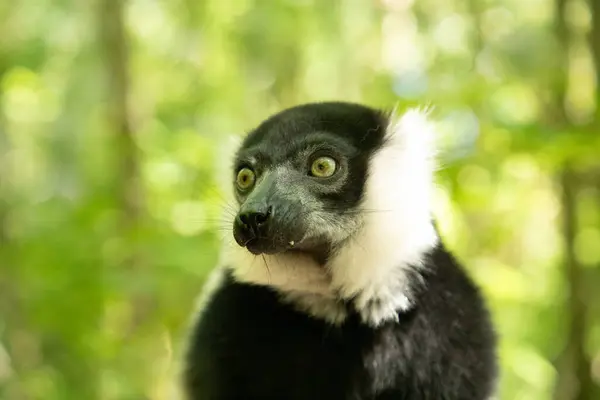 Bianco Nero Increspato Lemur Simpatico Animale Sfondo Naturale Vivido Raro — Foto Stock