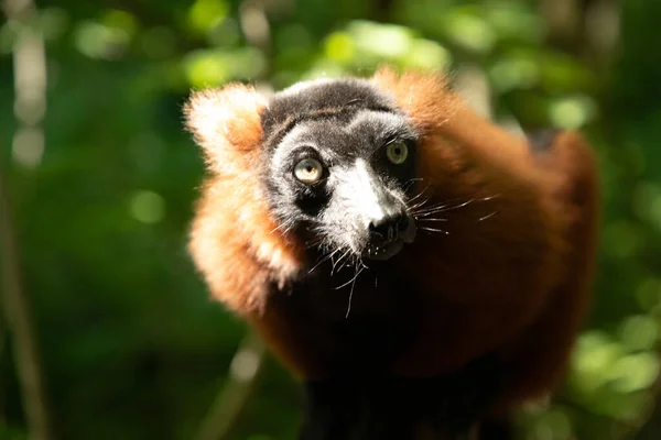 Red Ruffed Lemur Varecia Rubra Watching Branch Rare Endemic Protection — Stock Photo, Image