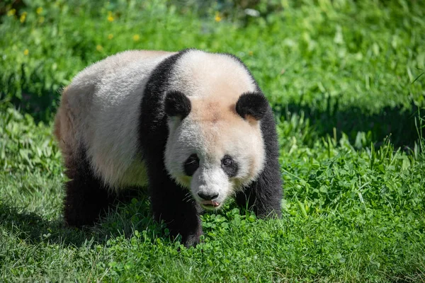 Cheerful Playing Pandas Green Lawn Rare Endangered Animals Protected Concept — Stock Photo, Image