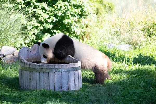 Cheerful Playing Panda Green Lawn Rare Endangered Animals Protected Concept — Stock Photo, Image