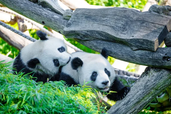 Cheerful Playing Pandas Green Lawn — Stock Photo, Image