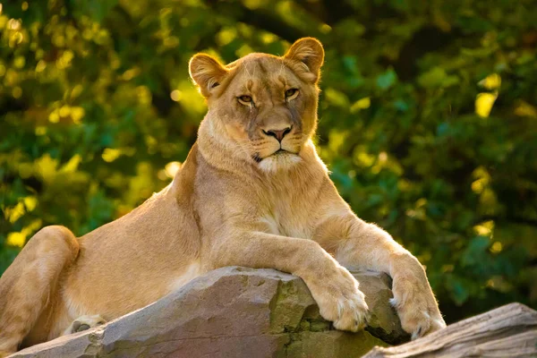 adult Lion in zoological garden. lioness in bright golden rays setting sun. Close-up. Love and tenderness king of beasts. Nature yellow background with wild animals