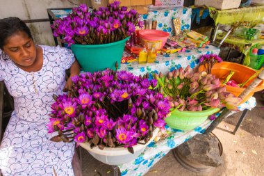 Colombo,Sri Lanka. 02 Şubat 2023 Sri Lanka çiçek pazarı. Buda 'ya sunulan nilüferler. İnsanlar taze su zambağı satıyor.